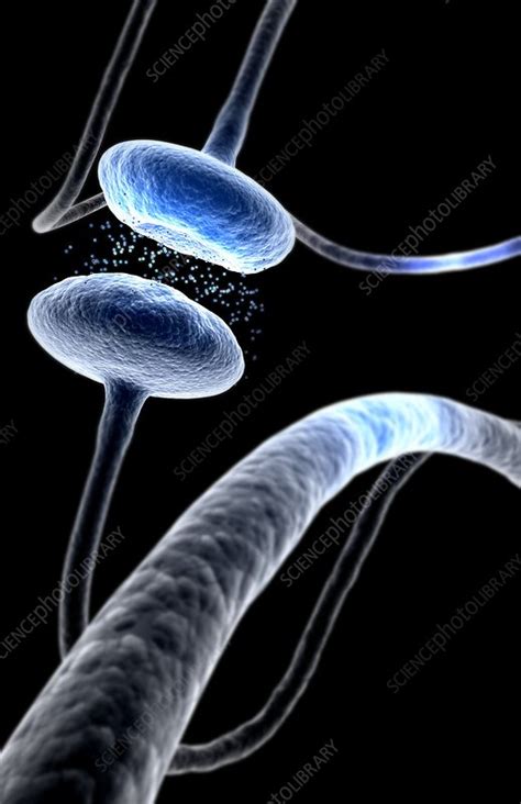 Chemical Synapse Stock Image C0083118 Science Photo Library