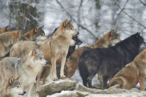 27 Wonderful Types Of Wolves Facts Photos And More Outforia