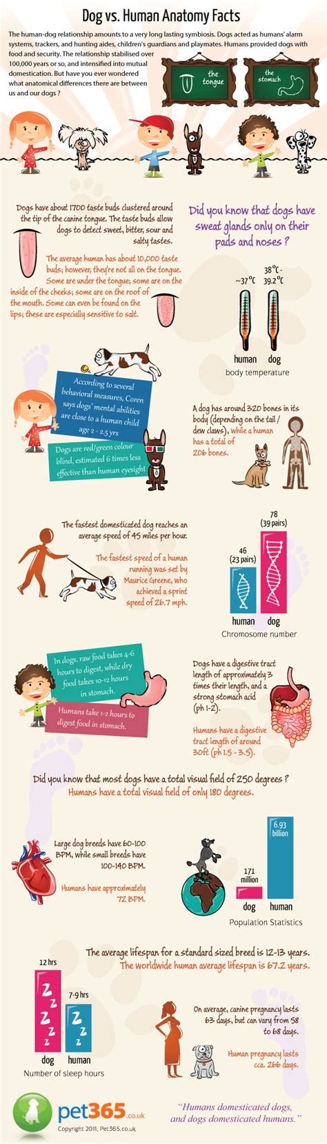 Dog vs. Human Anatomy Facts