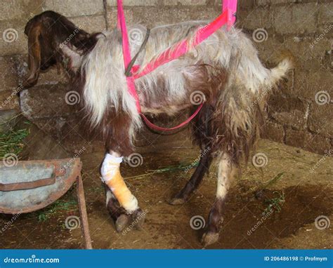 A Goat After A Lumpectomy In The Foot. Slings For Animals| Goat, Sling ...