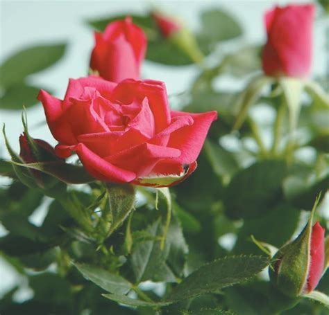 Mini Hot Pink Rose Flower Prepared Food Photos