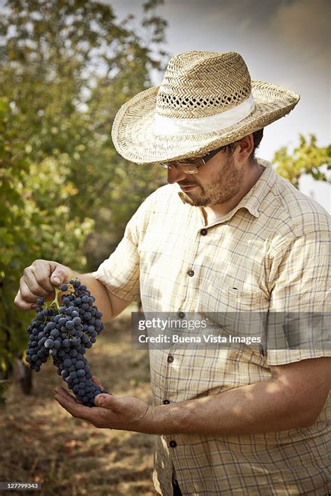 Grape Harvest In The Chianti Region High-Res Stock Photo - Getty Images