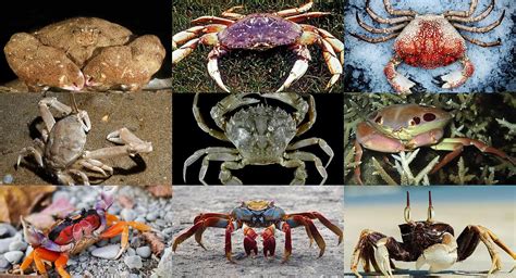 Crab: Everything You need To Know - Ocean Insider