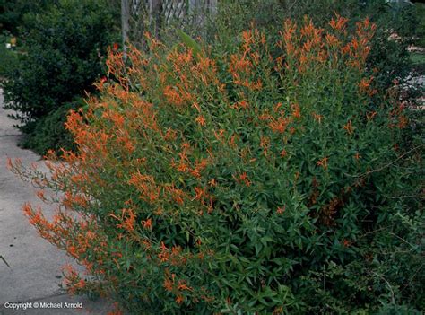 Flame Acanthus Front Porch Landscape, Texas Landscaping, Rio Grande ...