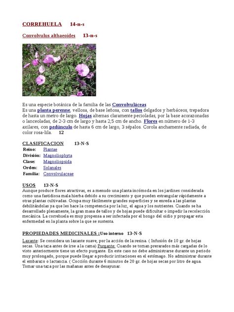 Pdf Plantas Medicinales Ficha Odt Dokumen Tips