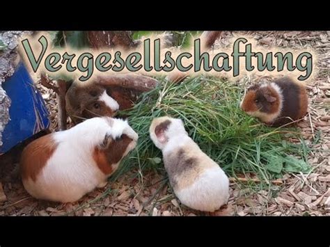 Meerschweinchen Vergesellschaftung Was ist zu beachten für eine