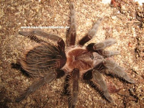 Tliltocatl Brachypelma Albopilosum Haarigeachtbeiner De