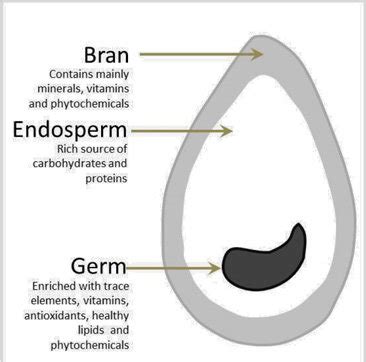 Grain Anatomy - Anatomy Reading Source