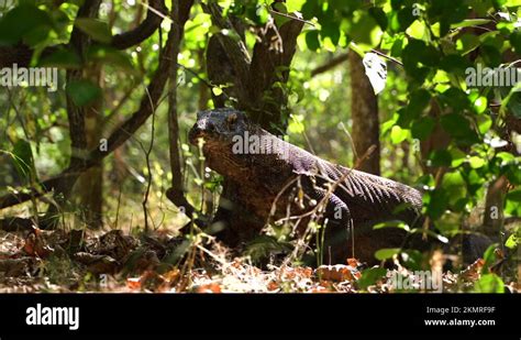 Komodo island wildlife Stock Videos & Footage - HD and 4K Video Clips ...