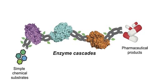 Nature Chemistry 2022 Multistep Enzyme Cascades As A Route Towards