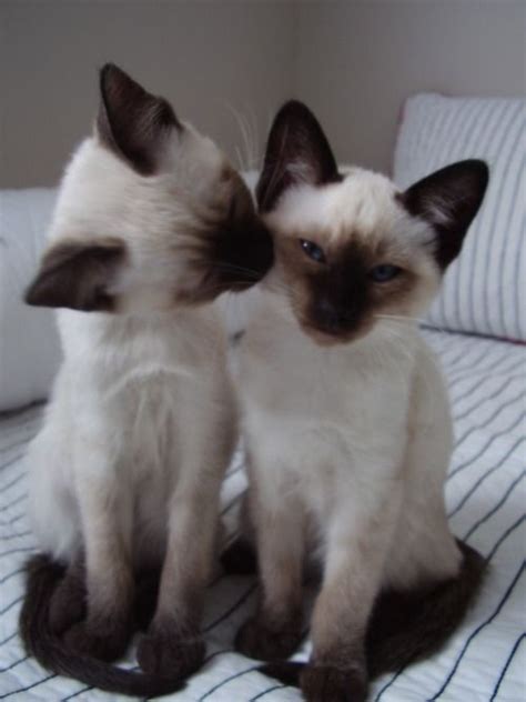 Cat Kisses Pictures, Photos, and Images for Facebook, Tumblr, Pinterest ...