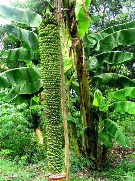 Aneh Tapi Nyata Unik Dan Langka Tandan Pisang Terpanjang