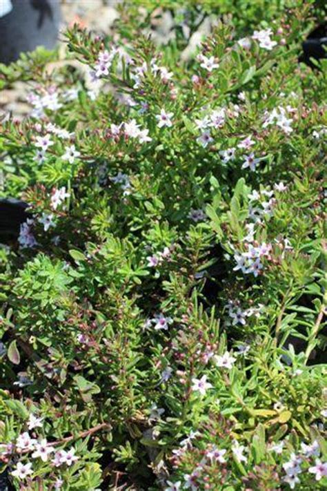 Pink Prostrate Myoporum - Myoporum parvifolium 'Pink' – Pulled Nursery