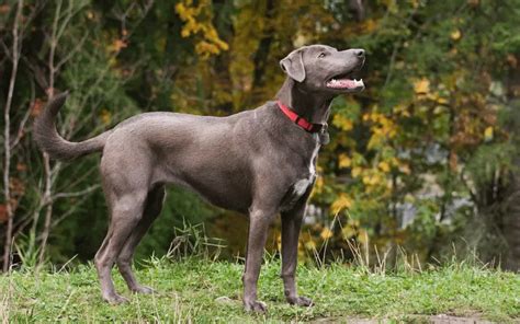 Where to Find Blue Lacy Puppies for Sale - Dogable