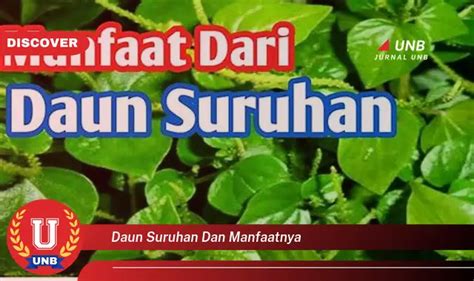 Kamu Wajib Tahu Inilah 15 Manfaat Daun Suruhan Yang Jarang Diketahui