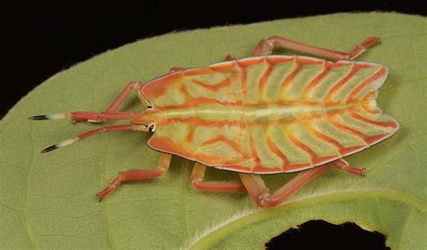 Giant Shield Bug Nymph Tessaratomidae Pu Er Yunnan Chi Flickr