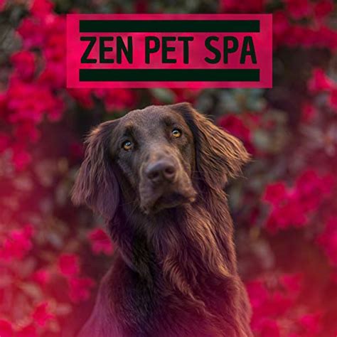 Amazon Music Pet Care Music Therapy Zen Pet Spa Relaxing Music For