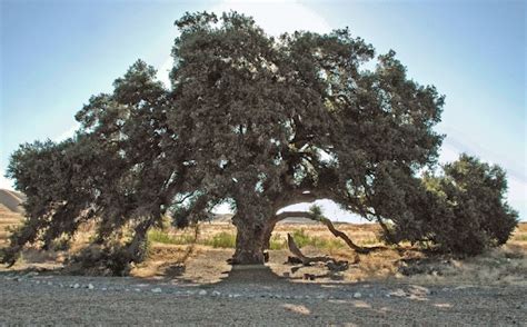 A Brief History And Guide To Californias Native Oaks Our City Forest