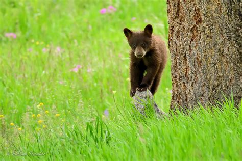 20170616 Dsc3054 Black Bear Cub Twin Coy William Teuscher Flickr