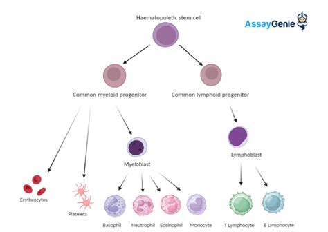 Comprehensive Guide To Mononuclear Cells Assay Genie