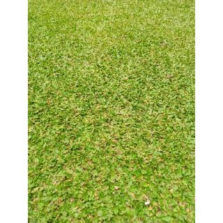 Jual Rumput Hidup Gajah Mini Meter X Meter Per Meter Meter