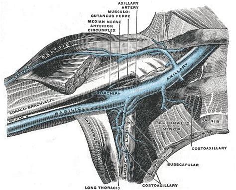 Brachial Veins Alchetron The Free Social Encyclopedia