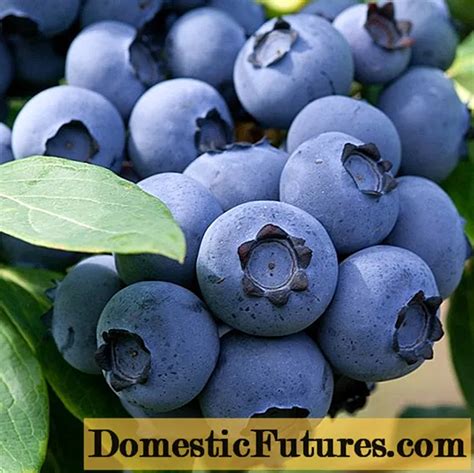 Blueberry Denis Blue (Denise blue): variety description, reviews ...
