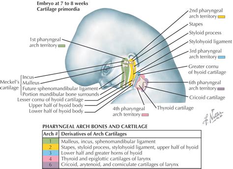 1 Development Of The Head And Neck Pocket Dentistry