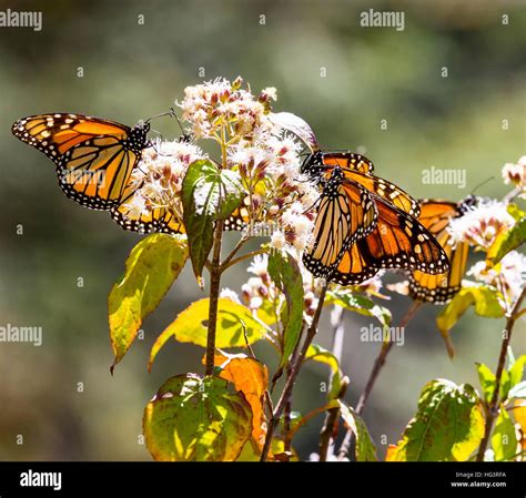 Migración de la mariposa monarca a México Fotografía de stock Alamy