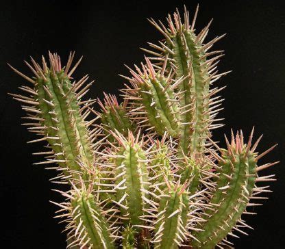 Euphorbia ferox seeds - Phoenix Desert Seeds