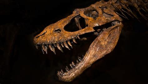 The Dinosaur Bones in Museums May Not Always Be Original