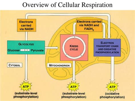 Cellular Respiration Pathway