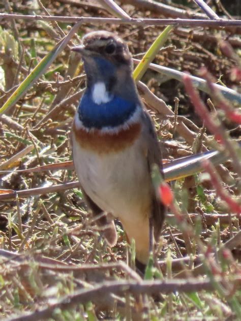 Photo White Spotted Bluethroat Luscinia Svecica Cyanecula