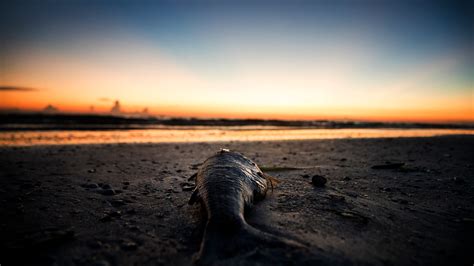 Red Tide Lingers In Southwest Florida High Concentrations In Lee And Collier