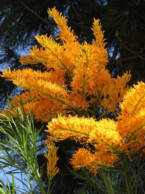 Nuytsia Floribunda Wa Christmas Tree Australian Native Nursery