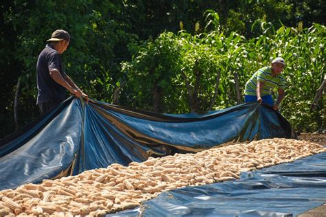 El Salvador Busca La Sostenibilidad En Producci N De Granos B Sicos