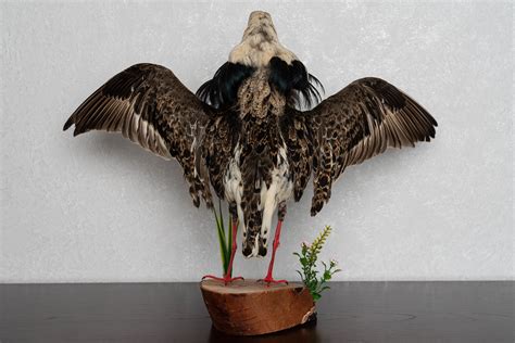 Ruff Taxidermy Bird Mount Mounted Stuffed Birds For Sale Real