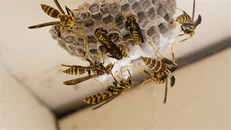 Hornet Insect Nest