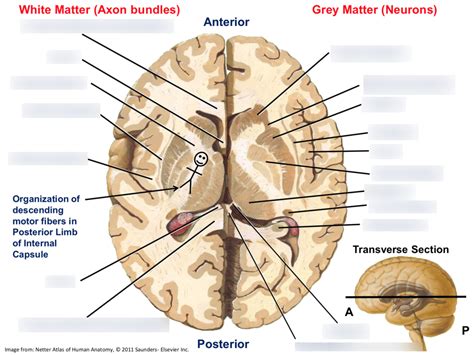 Transverse Cut: White Matter vs Grey Matter Diagram | Quizlet