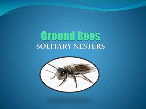 Ppt Ground Nesting Bees And Wasps Powerpoint Presentation Free