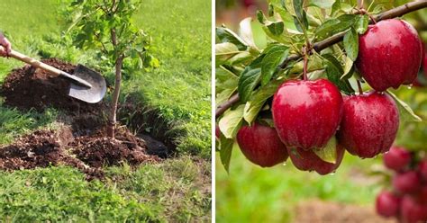 O Que Significa Frutífero - Veja como plantar correctamente un árvore frutífero – Tecnicas y Trucos ...