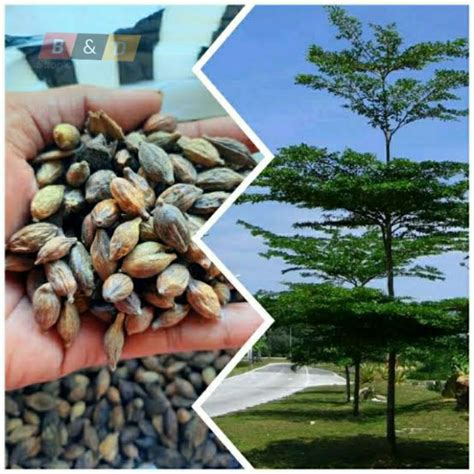 Jual Biji Benih Pohon Ketapang Kencana Gr Termurah Pohon Ketapang