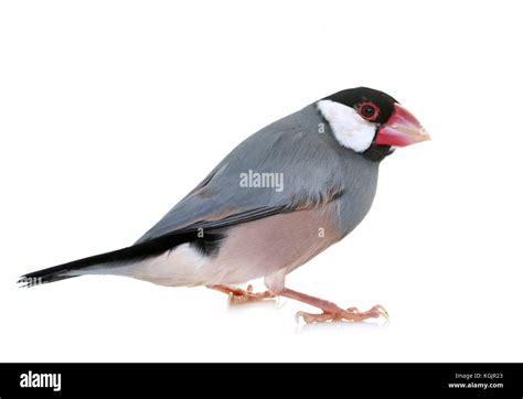 Female Java Sparrow Java Finch Cut Out Stock Images And Pictures Alamy