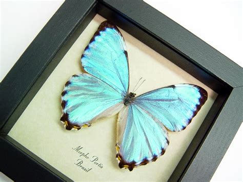 Morpho Butterfly Butterfly Frame Butterfly Design Blue Butterfly