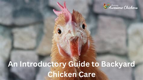 An Introductory Guide to Backyard Chicken Care - Raising Awesome Chickens