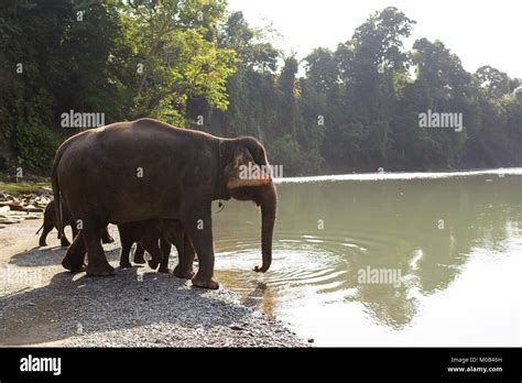 Los Elefantes De Sumatra Protegidas Con Bebés De Pie En La Orilla Bebiendo En El Parque Nacional