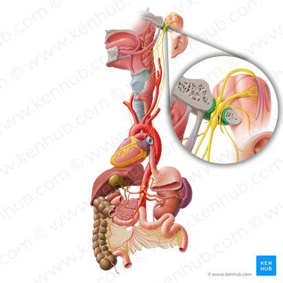 Jugular foramen: Anatomy, location and function | Kenhub