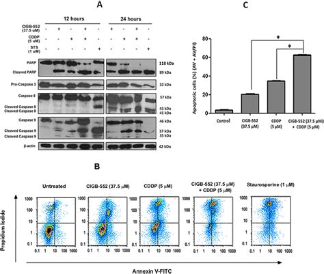 Apoptosis Induction In Nci H Cells Mediated By Cigb M