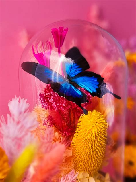 Babe Butterfly Online Store Melbourne VIC Australia