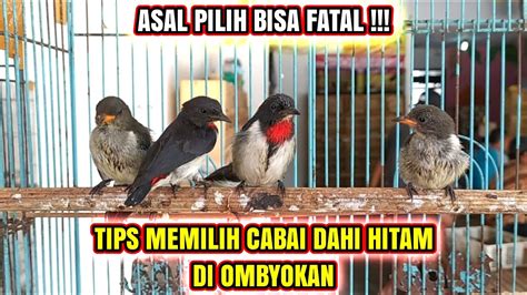 Cara Memilih Burung Cabai Dahi Hitam Prospek Cepat Bunyi Di Ombyokan